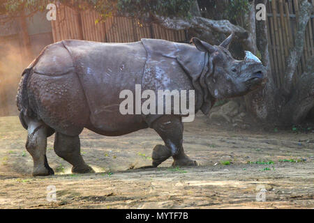 Malang. 8. Juni 2018. Foto am 8. Juni, 2018 zeigt eine männliche Indische Nashorn (Rhinoceros unicornis), nachdem es von Großbritannien als Teil einer gefährdeten Art transportiert wurde - Zuchtprogramm, am Batu Geheimnis Zoo in Malang, Indonesien. Credit: Aditya Hendra/Xinhua/Alamy leben Nachrichten Stockfoto