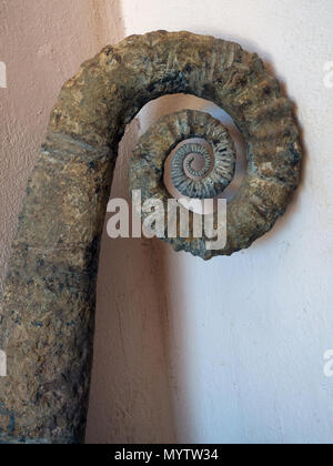 Fossile Muschel Ammonit, eine lange versteinerte Schale Leitung mit einer Spirale am Ende, vertikale Foto. Stockfoto