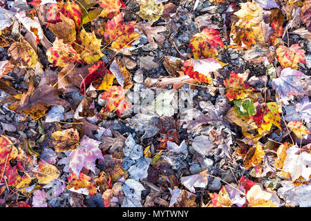 Muster der gefallenen Herbst braun, orange, rot, golden viele Blätter auf dem Boden flach Ansicht von Oben nach Unten in Harper's Ferry, West Virginia Stockfoto