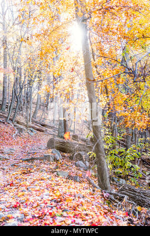 Leere Wanderweg durch bunte rot, orange Laub Herbst Herbst Wald mit vielen Blätter auf dem Weg in Harper's Ferry, West Virginia, sunburst Glade s Stockfoto