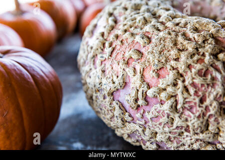 Makro Nahaufnahme von gelb rosa orange bunt, bunte Dekorative schnitzen Kürbis Kürbis auf Anzeige von Store für Herbst Halloweeclo Stockfoto