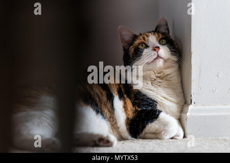 Nahaufnahme des Calico Cat zusammengekauert liegen in der Ecke auf dem Boden im Zimmer Haus schaut neugierig Stockfoto