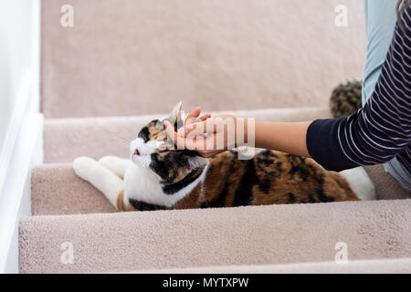 Calico weiß und Ingwer Happy Cat sitzen auf Treppen im Innen- home Flur liegend durch junge Frau eigner Hand wieder nach unten schauen. Stockfoto