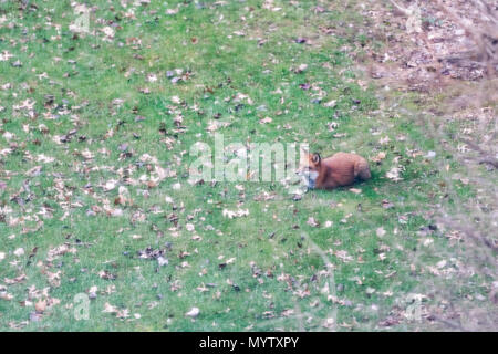 Eine wild Ost orange Red Fox in Virginia liegend auf Gras außerhalb in Wohngebiet Hinterhof im Winter Herbst Natur Stockfoto