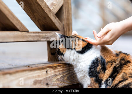 Calico Cat neugierig erkunden Haus Garten mit Terrasse, Garten, nasses Holz Gebiet Jagd, Frau hand Mädchen Eigentümer petting Kopf Stockfoto