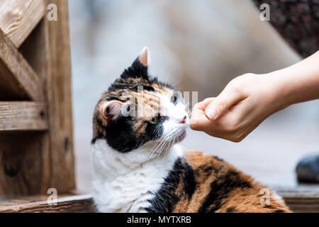 Calico Cat neugierig erkunden Haus Garten mit Terrasse, Garten, nasses Holz Gebiet Jagd, riechende Duft sniffing Frau hand Mädchen Eigentümer petting Stockfoto