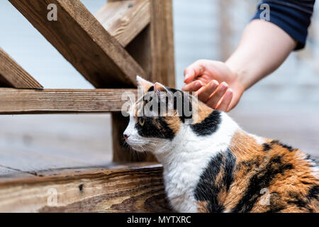 Calico Cat neugierig erkunden Haus Garten mit Holzterrasse, auf Garten, nasses Holz Gebiet Jagd, Frau hand Mädchen Eigentümer petting Kopf Stockfoto