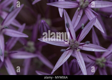 Ein Makro auf einem violetten allium Blume einschließlich der Stigmatisierung und staubblatt. Stockfoto