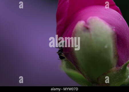 Schwarze Ameise auf einer Pfingstrose Bud Stockfoto