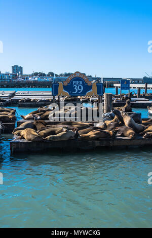 San Francisco, Kalifornien, USA - Dezember 4, 2017: Seelöwen auf der Plattform am Pier 39 Stockfoto