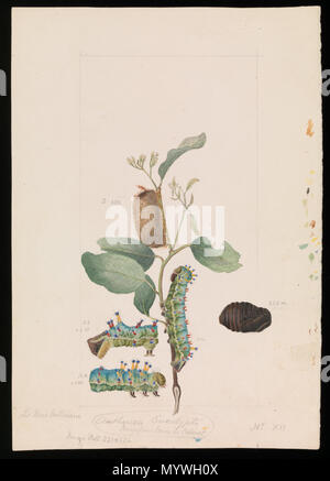 . Kaiser Kaugummi Motten, Opodiphthera eukalypten. 1860 380 Arthur Bartholomäus - Kaiser Kaugummi Motten, Opodiphthera eukalypten - Google Kunst Projekt Stockfoto