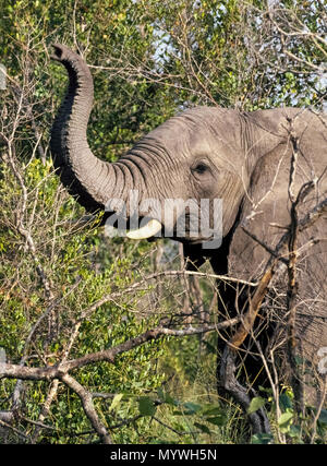 Die einzigartige Stamm einer Afrikanischen Elefanten (Loxodonta africana) erhebt sich über dem wilden Tier Kopf tief im Busch in der MalaMala Game Reserve in Südafrika. Die lange und flexible Stamm ist tatsächlich seine Nase und zum atmen, riechen, berühren, Trompeten und Essen. Ein Afrikanischer Elefant verwendet zwei Fingerlike Funktionen am Ende des Trunk Dinge - vor allem seine tägliche Ernährung von Rinde, Blätter, Wurzeln und Gräser zu ergreifen. Elefanten auch Wasser in die Leitungen saugen zum Spritzen in den Mund zum Trinken oder zum Spritzen wie eine Dusche zum Baden. Stockfoto