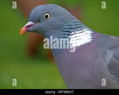 Detail der gemeinsamen Ringeltaube (Columba palumbus) Kopf & Nacken, Hals irisierende Federn und gelbe Auge im Crosby Ravensworth, Cumbria, England, Großbritannien Stockfoto