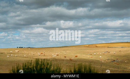 Herde von Kühen weiden im Alentejo, Portugal Stockfoto