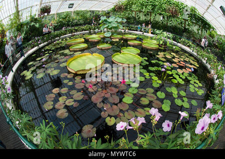 Water Lilly Haus in kew Stockfoto