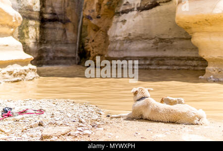 Hund an einem Wasserfall in der Wüste zu starren. Negev, Israel Stockfoto