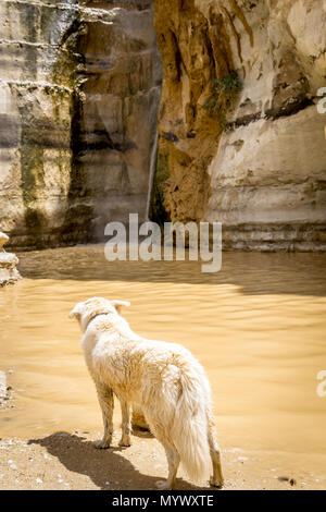 Hund an einem Wasserfall in der Wüste starrte Stockfoto