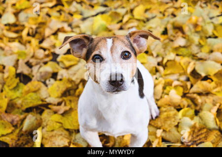 Close up Portrait von süßen Jack Russell Terrier Hund Gelb Herbst linden Blätter, selektiven Fokus Stockfoto