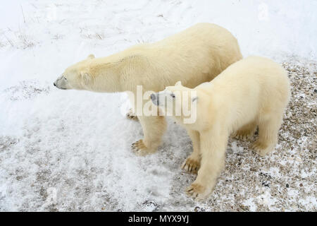 Eisbär (Ursus maritimus) Jährling Jungen mit der Mutter in der Nähe Stockfoto