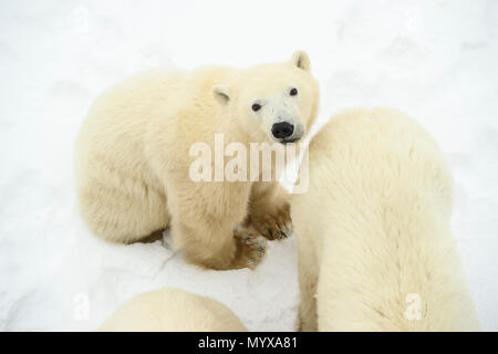 Eisbär (Ursus maritimus) Jährling Jungen mit der Mutter in der Nähe Stockfoto
