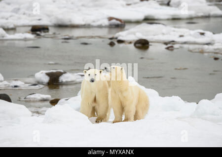 Eisbär (Ursus maritimus) Jährling Jungen mit der Mutter in der Nähe, Wapusk National Park, Cape Churchill, Manitoba, Kanada Stockfoto