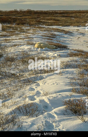 Eisbär (Ursus maritimus) Titel, die zu einem Sleeping Bear entlang der Küste der Hudson Bay Churchill Wildlife Management Area, Churchill, Manitoba, Ca Stockfoto