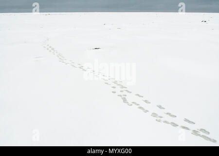 Eisbär (Ursus maritimus) entlang der Küste der Hudson Bay, Wapusk National Park, Cape Churchill, Manitoba, Kanada Stockfoto