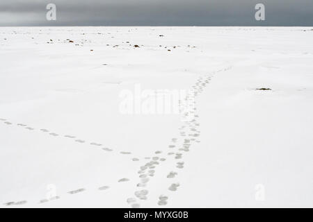 Eisbär (Ursus maritimus) entlang der Küste der Hudson Bay, Wapusk National Park, Cape Churchill, Manitoba, Kanada Stockfoto