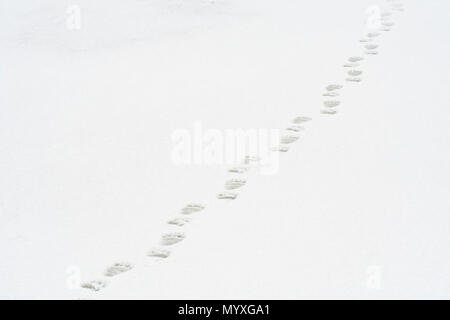 Eisbär (Ursus maritimus) entlang der Küste der Hudson Bay, Wapusk National Park, Cape Churchill, Manitoba, Kanada Stockfoto