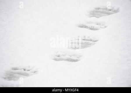 Eisbär (Ursus maritimus) entlang der Küste der Hudson Bay, Wapusk National Park, Cape Churchill, Manitoba, Kanada Stockfoto