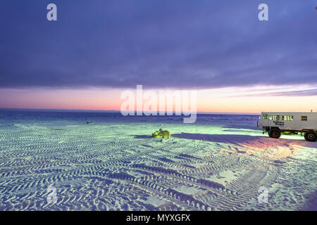 Eisbären lungern in der Nähe der Tundra Buggy Lodge in der Morgendämmerung, Churchill, Manitoba, Kanada Stockfoto