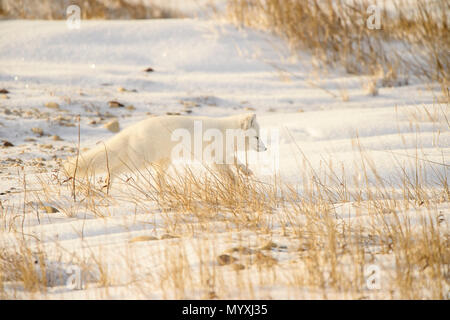 Arctic Fuchs (Vulpes lagopus) Jagd in Shoreline Gräser, Churchill Wildlife Management Area, Churchill, Manitoba, Kanada Stockfoto