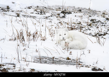 Arctic Fuchs (Vulpes lagopus) ruht auf Hudson Bay Coastal Beach, Wapusk National Park, Cape Churchill, Manitoba, Kanada Stockfoto