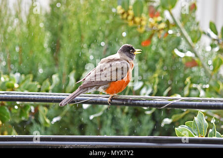 American Robin Einweichen in der Regen Stockfoto