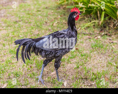 Nahaufnahme eines andalusischen Huhn strutting um einen Garten. Stockfoto