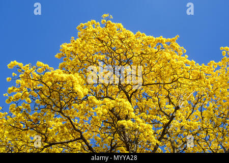 Ein beeindruckender Kontrast der Naturtöne: Ein majestätischer gelber Baum steht hoch vor dem klaren blauen Himmel Stockfoto