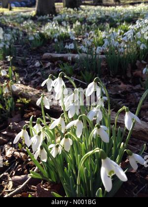 Lytham St. Annes, Lancashire, UK. 5. Februar 2015. Großbritannien Wetter: Schneeglöckchen in Lytham St. Annes, Lancashire. Bildnachweis: Gary Telford/StockimoNews/Alamy Live-Nachrichten Stockfoto