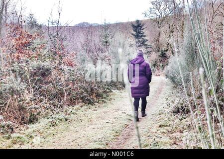 UK-Wetter: Gefrorenen Wald Dunsford, Devon Stockfoto