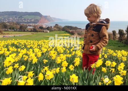 UK-Wetter: Sidmouth von eine Million Narzissen in voller Blüte an einem sonnigen Tag in Devon Valley. Stockfoto