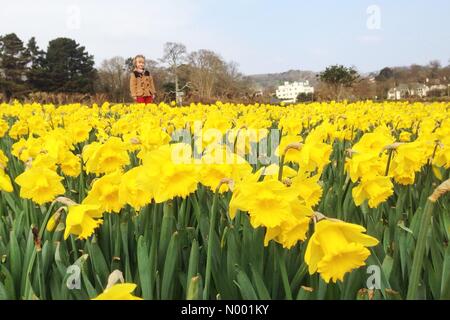 UK-Wetter: Sidmouth von eine Million Narzissen in voller Blüte an einem sonnigen Tag in Devon Valley. Stockfoto