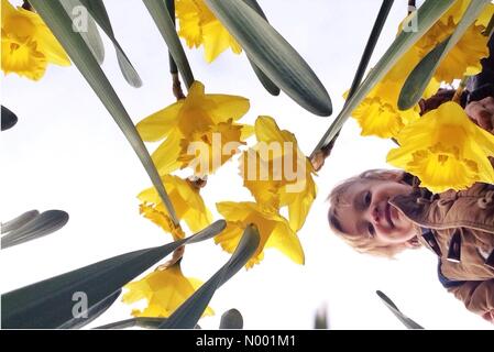 UK-Wetter: Sidmouth von eine Million Narzissen in voller Blüte an einem sonnigen Tag in Devon Valley. Stockfoto