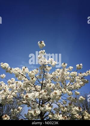 London, UK. 10. April 2015. Baum Blüte an einem sonnigen Tag in London Credit: Ian Gibson/StockimoNews/Alamy Live News Stockfoto