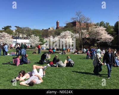 Washington DC, USA. 11. April 2015. Entspannen auf der National Mall während des Kirschblüte Festivals in Washington, DC Credit: JimNest / StockimoNews/Alamy Live News Stockfoto