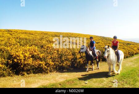 UK-Wetter: Reiter pass Ginster in voller Blüte auf Dartmoor Stockfoto