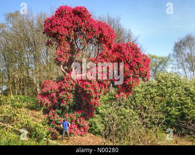 UK-Wetter: Riesige Rhododendren in voller Blüte, Haldon Wald, Devon Stockfoto