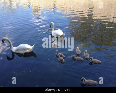 Wells, Somerset, Großbritannien. 23. Mai 2015. UK-Wetter: wunderschön sonnigen Tag in Wells, Somerset. Schwäne mit ihren Neugeborenen Cygnets im Bischofspalast. Bildnachweis: Lee Moran/StockimoNews/Alamy Live-Nachrichten Stockfoto