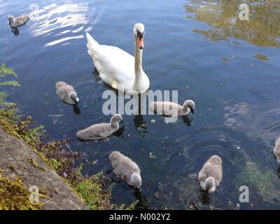 Wells, Somerset, Großbritannien. 23. Mai 2015. UK-Wetter: wunderschön sonnigen Tag in Wells, Somerset. Schwäne mit ihren Neugeborenen Cygnets im Bischofspalast. Bildnachweis: Lee Moran/StockimoNews/Alamy Live-Nachrichten Stockfoto