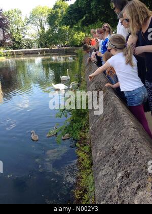 Wells, Somerset, Großbritannien. 23. Mai 2015. UK-Wetter: wunderschön sonnigen Tag in Wells, Somerset. Schwäne mit ihren Neugeborenen Cygnets im Bischofspalast. Bildnachweis: Lee Moran/StockimoNews/Alamy Live-Nachrichten Stockfoto