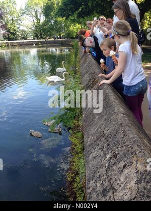 Wells, Somerset, Großbritannien. 23. Mai 2015. UK-Wetter: wunderschön sonnigen Tag in Wells, Somerset. Schwäne mit ihren Neugeborenen Cygnets im Bischofspalast. Bildnachweis: Lee Moran/StockimoNews/Alamy Live-Nachrichten Stockfoto