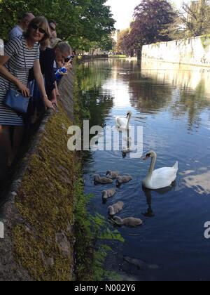 Wells, Somerset, Großbritannien. 23. Mai 2015. UK-Wetter: wunderschön sonnigen Tag in Wells, Somerset. Schwäne mit ihren Neugeborenen Cygnets im Bischofspalast. Bildnachweis: Lee Moran/StockimoNews/Alamy Live-Nachrichten Stockfoto